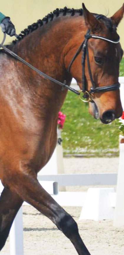 Cours d'équitation Vendée (85)